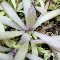 Pinguicula x “Twilight Sparkle” BARE ROOT