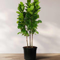 Ficus Bambino Tree Form Multi, Fiddle Leaf Fig Tree