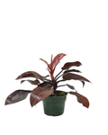 Philodendron 'McColley's Finale' - House Plants