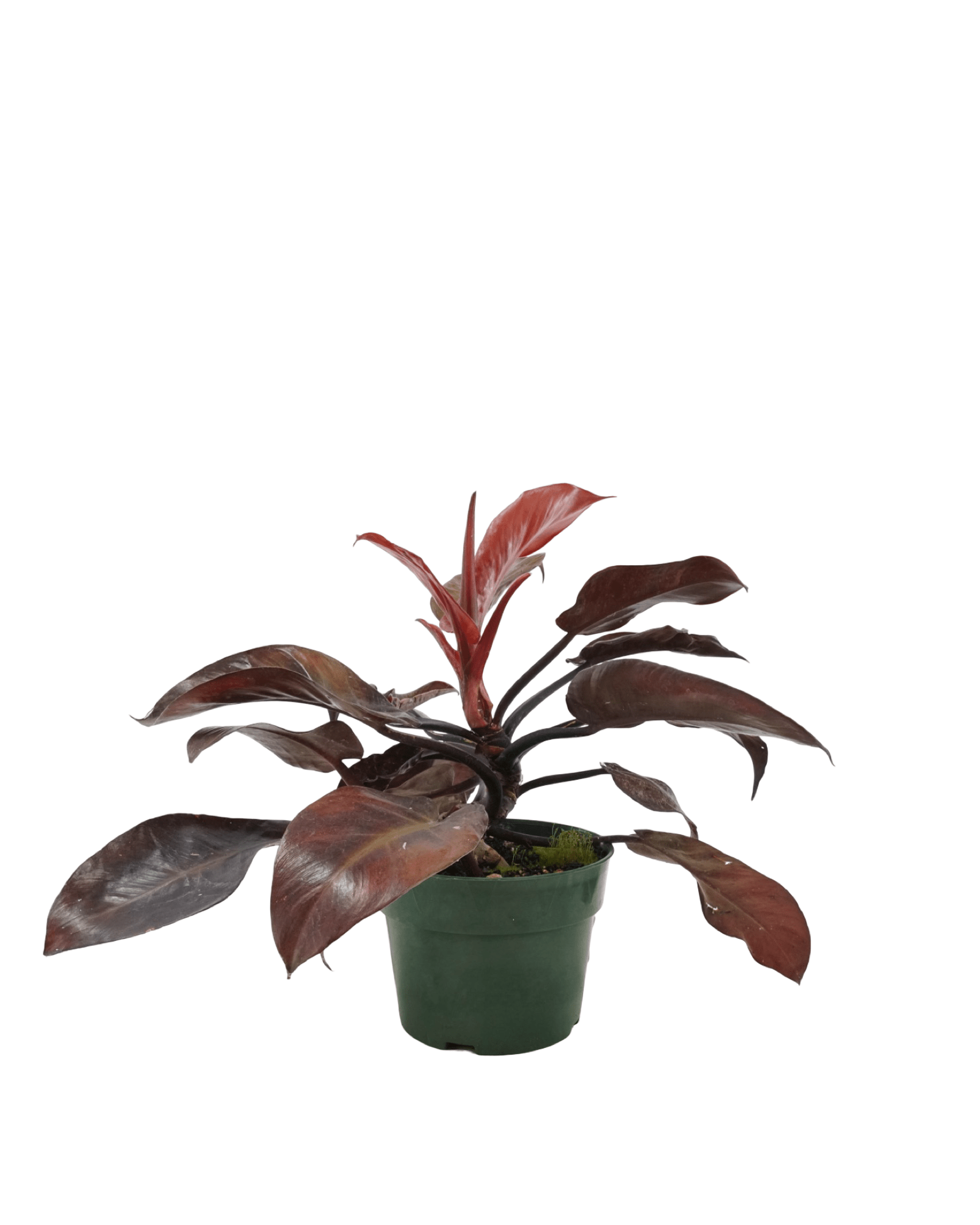 Philodendron 'McColley's Finale' - House Plants
