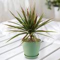 The Bicolor Dragon Tree, Dracaena marginata ‘Bicolor’, displays green leaves with red edges on a white wooden surface, ideal for indoors.