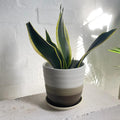 Snake Plant Thick Yellow Edge (Sansevieria trifasciata 'Black Gold')