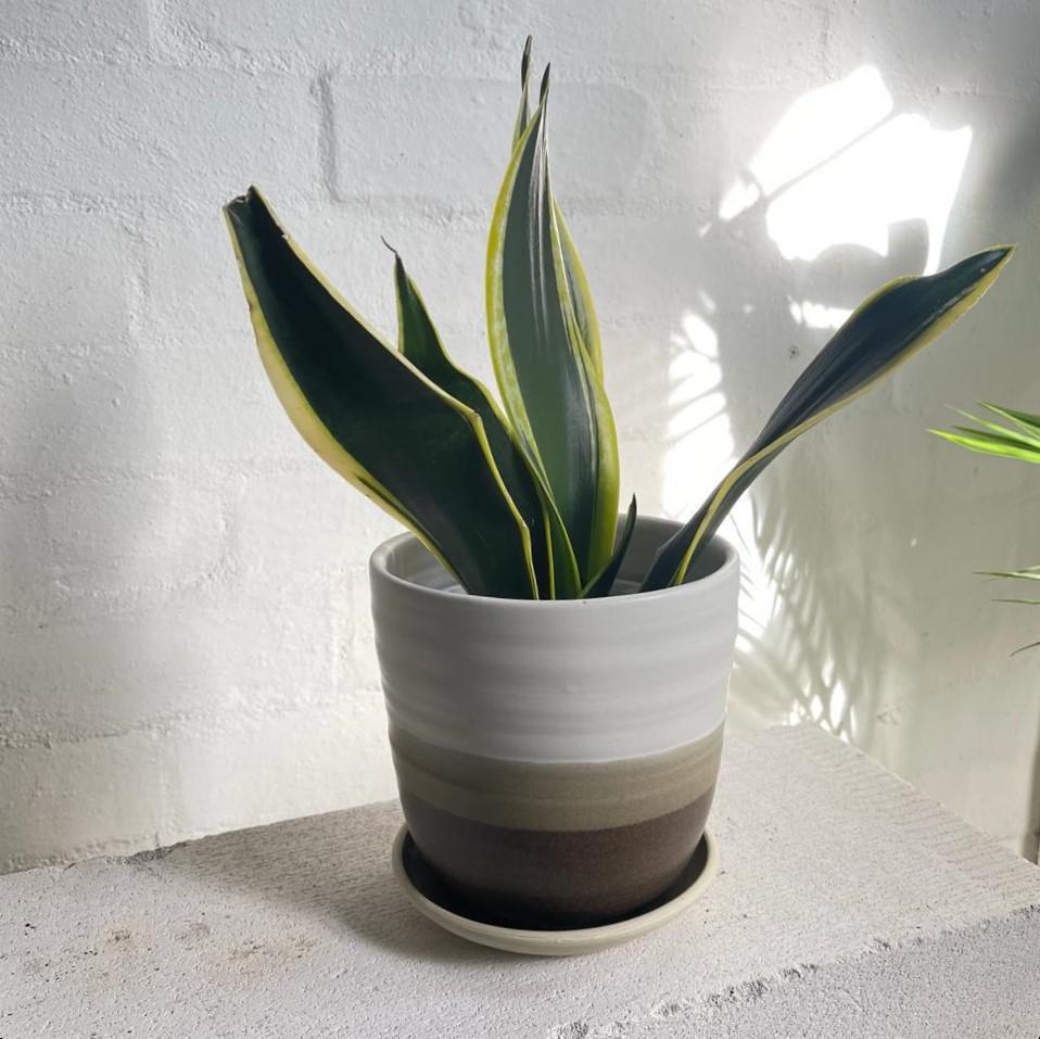 Snake Plant Thick Yellow Edge (Sansevieria trifasciata 'Black Gold')