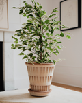 Bergs Pantheon Terracotta Pot, Rosa, 18cm (7.1")