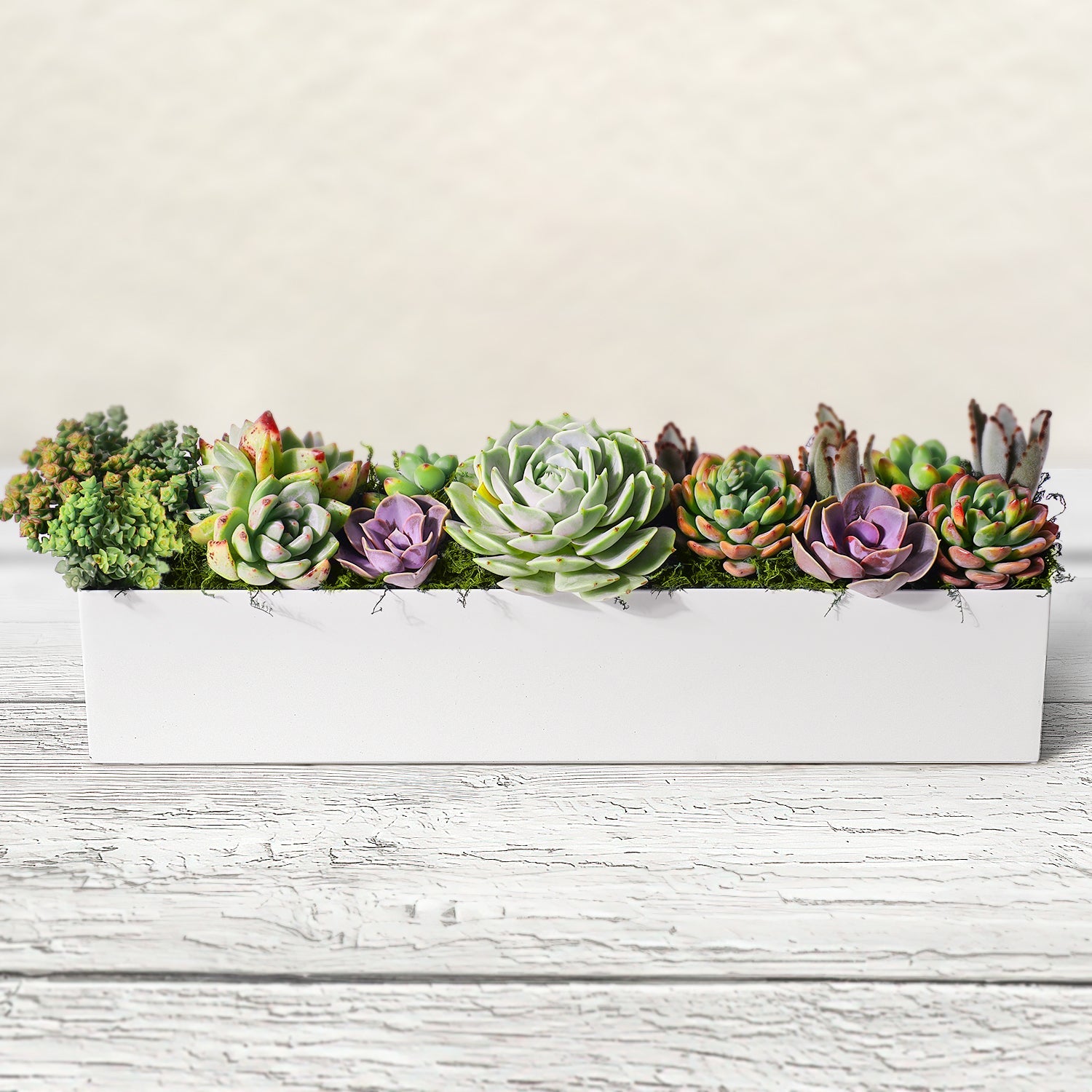 16" Succulent Centerpiece Table Decor, White