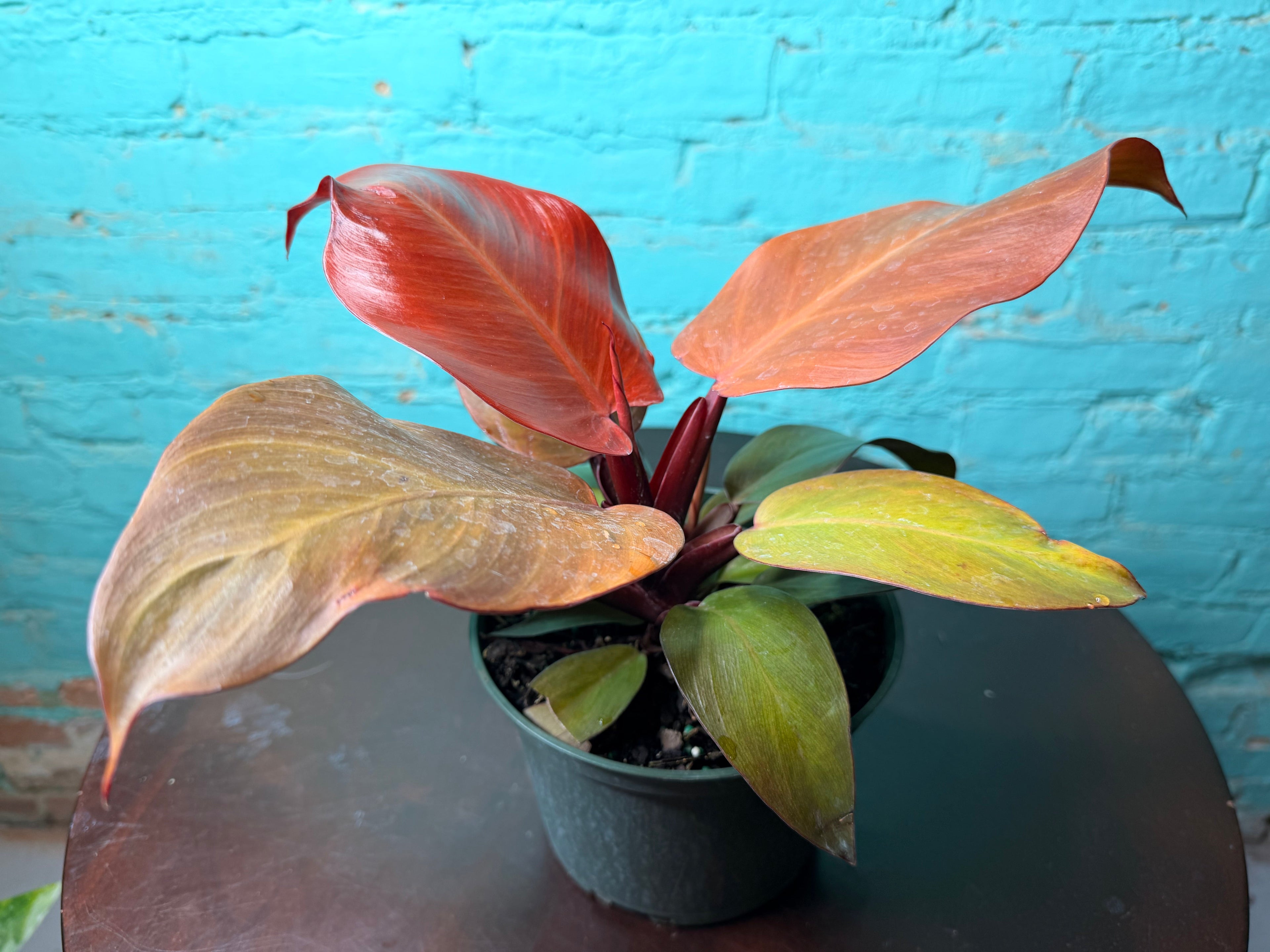 Philodendron- Red Sun 6”