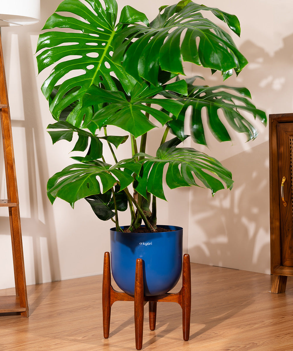 Monstera Deliciosa with Extra Large Metal Self Watering Pot