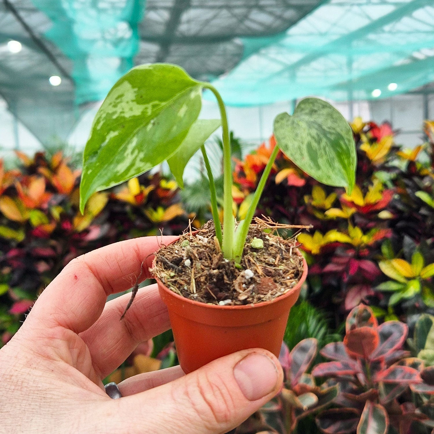 Monstera Bulbasaur 6cm Pot House Plant