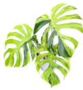 Monstera Deliciosa “Light Lime”