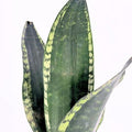 Sansevieria 'Whitney' (Snake Plant)