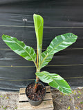 Banana - Musa ‘Florida‘ (variegated)