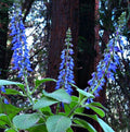 Coleus forsokolii - Plectranthus barbatus  - Indian Coleus