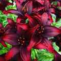 Asiatic Lily Blacklist