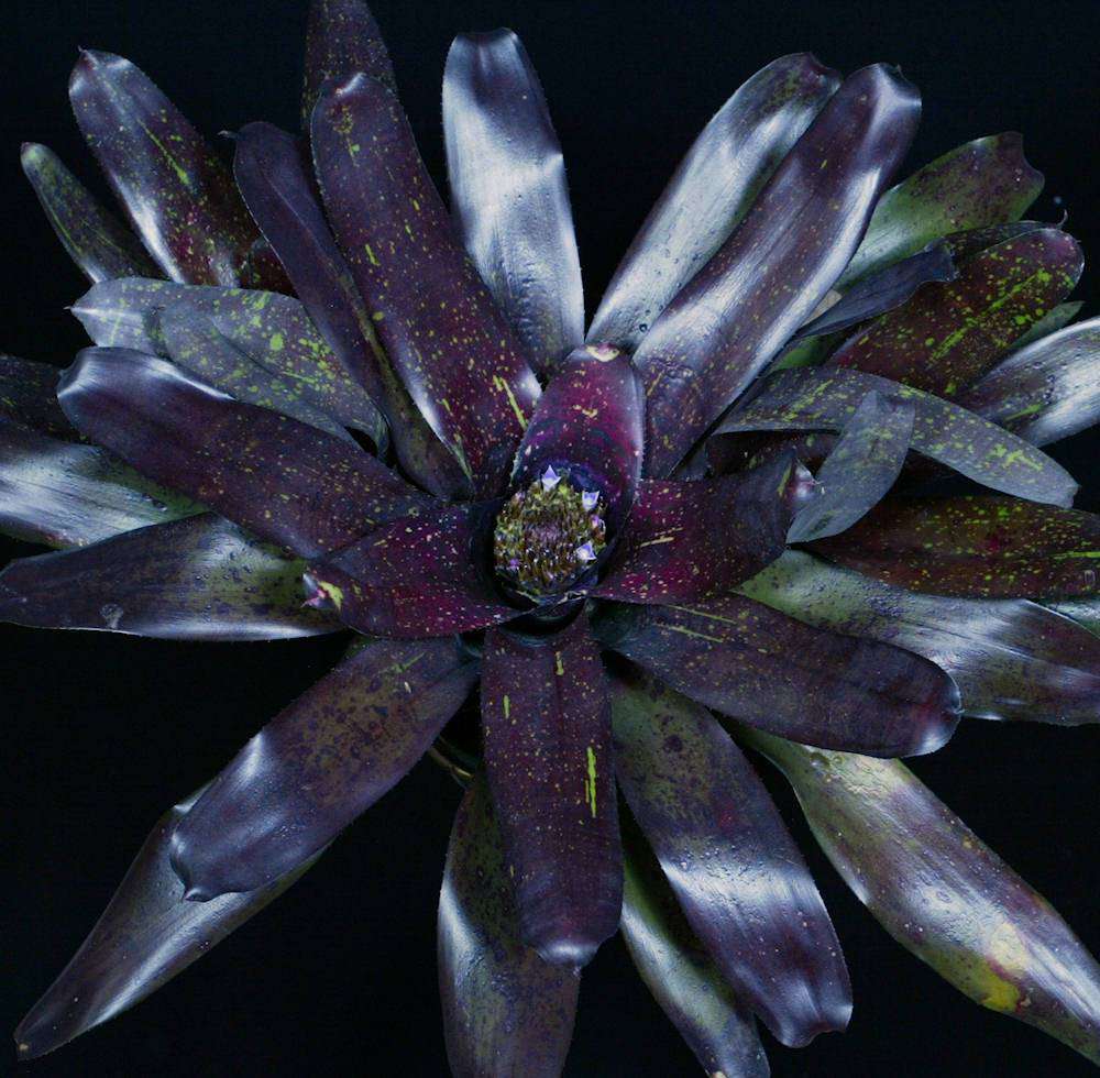 Neoregelia 'Smoky Amethyst' - Tropiflora