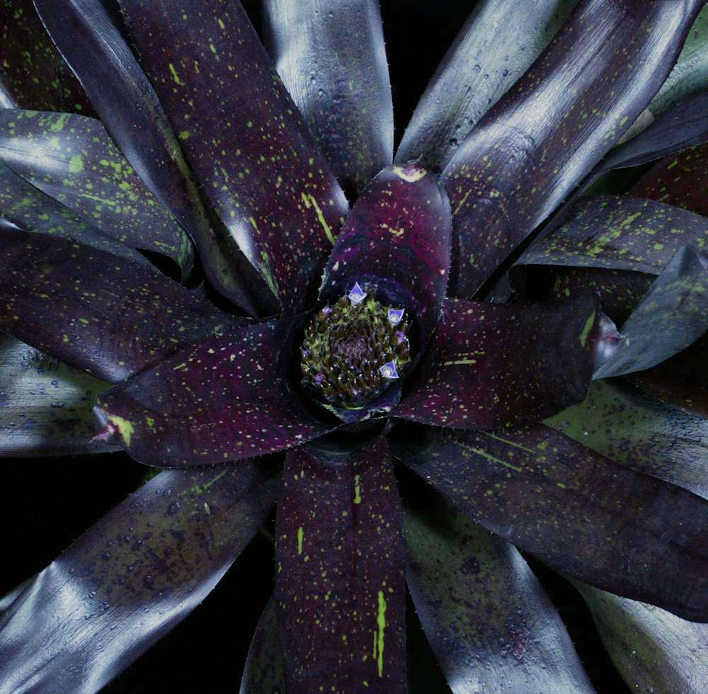 Neoregelia 'Smoky Amethyst' - Tropiflora