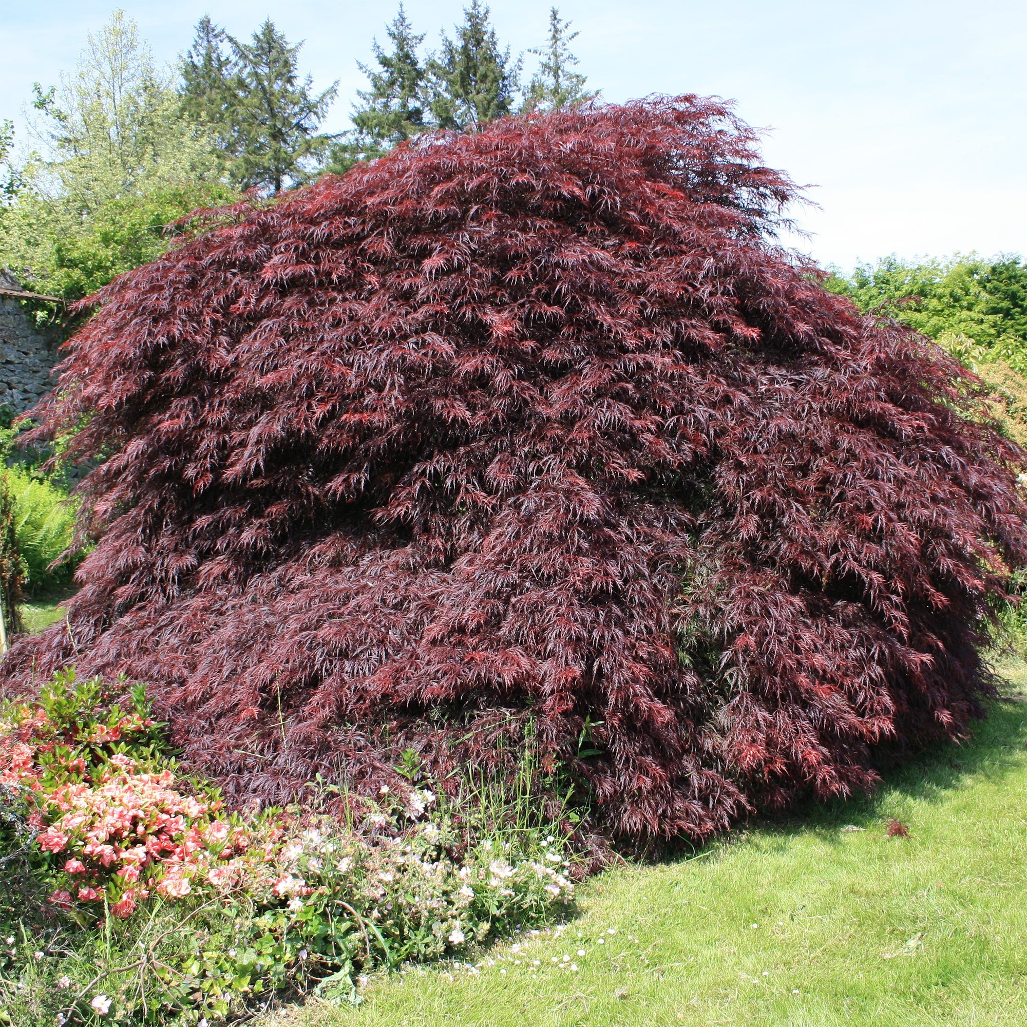 Japanischer Ahorn 'Garnet' - Bakker
