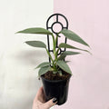 Silver Sword Philodendron – indoor plant available at Green Envy Indoor Plants Melbourne