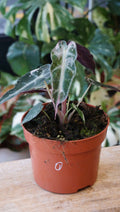 Alocasia Bambino Pink Variegata studio plantes rares jungle jardinerie strasbourg rare plant shop online pflanzen