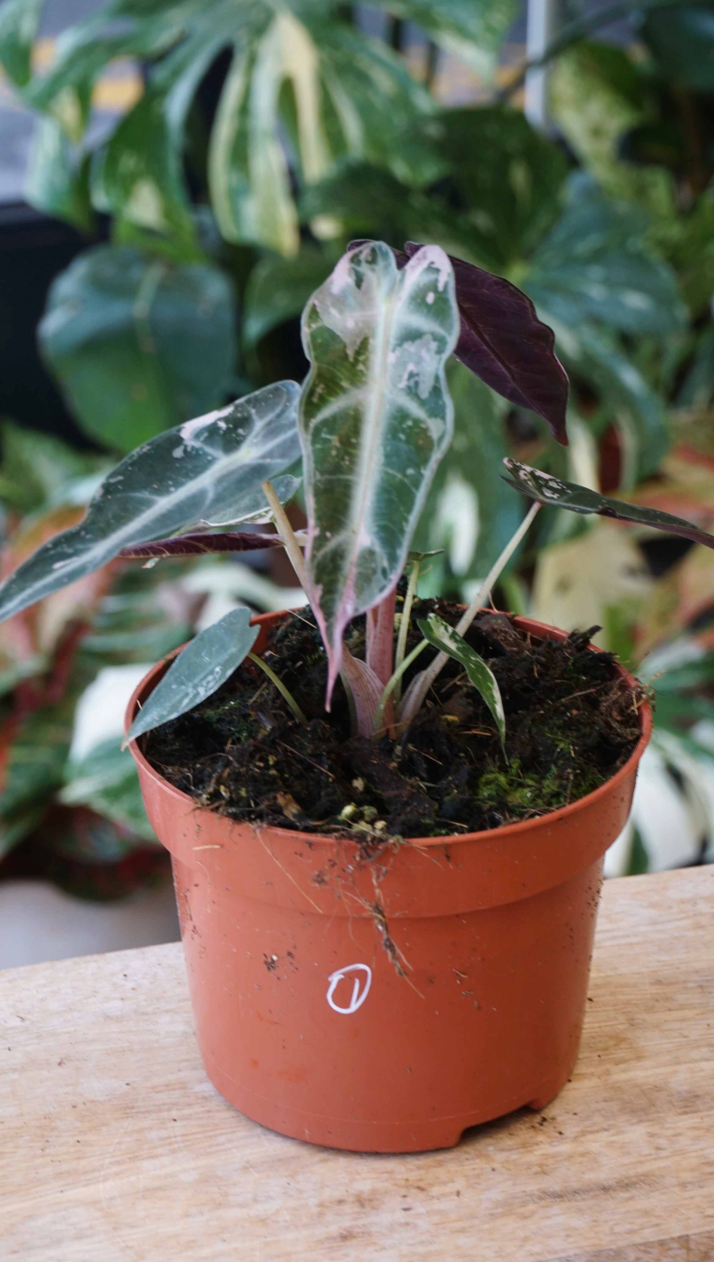 Alocasia Bambino Pink Variegata studio plantes rares jungle jardinerie strasbourg rare plant shop online pflanzen