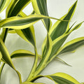 Lucky Bamboo (Dracaena Sanderiana “silver ribbon”)