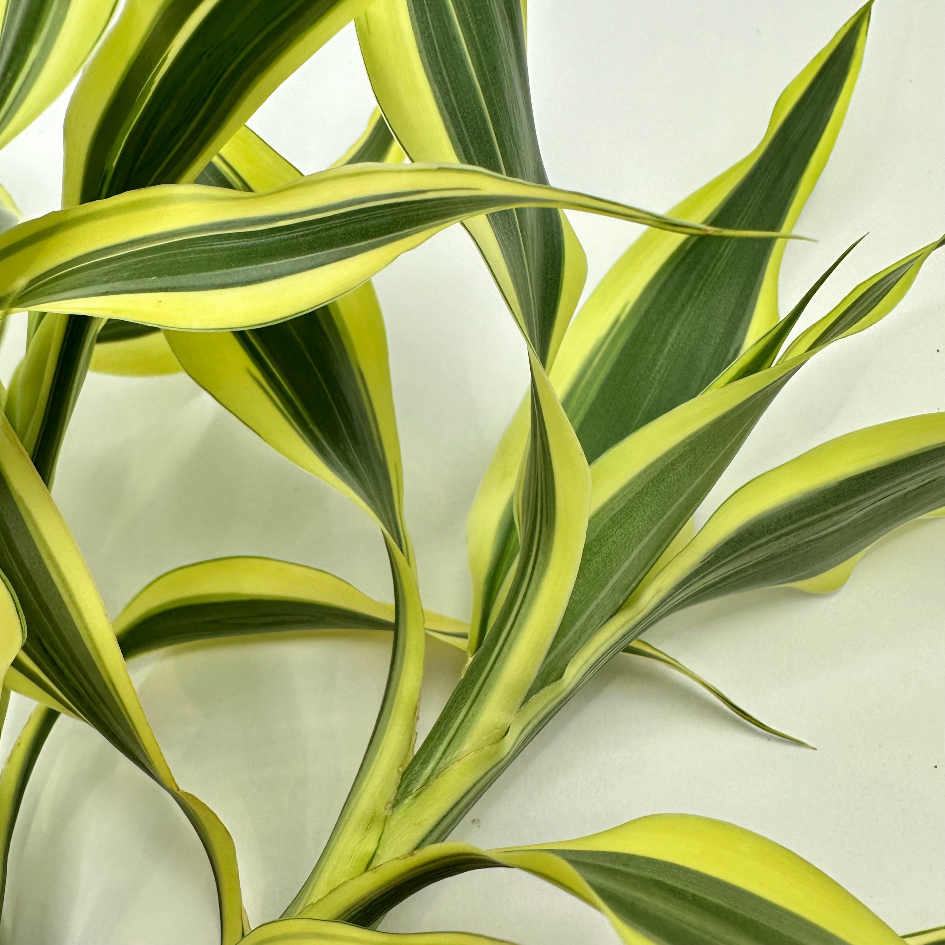 Lucky Bamboo (Dracaena Sanderiana “silver ribbon”)