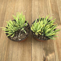 Blue Chalk Fingers - Senecio vitalis Serpens - 4 Inch | Plant | Harddy