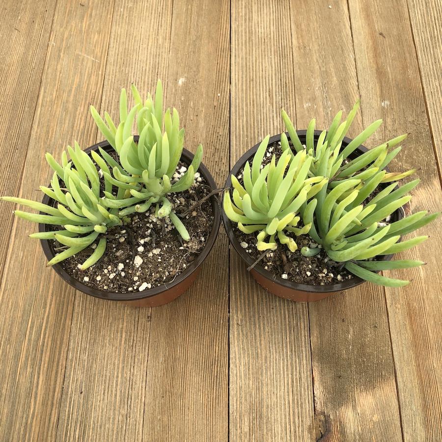 Blue Chalk Fingers - Senecio vitalis Serpens - 4 Inch | Plant | Harddy