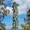 The Monstrose Apple Cactus stands tall with ridged, spiny stems, set against a blue sky with scattered clouds and trees in view.