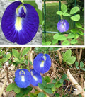 Butterfly Pea | Clitoria Ternatea | 20+ seeds | Climbing Flower