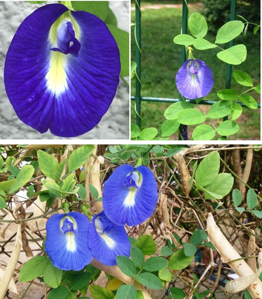 Butterfly Pea | Clitoria Ternatea | 20+ seeds | Climbing Flower