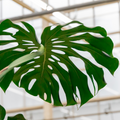 Philodendron Monstera XXL Cutting (CUTTING LEAFE)