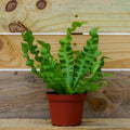 Crispy Wave Bird's Nest Fern