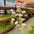 Hanging Pink/White Air Plant Jellyfish <br> (Minimum Order 5)