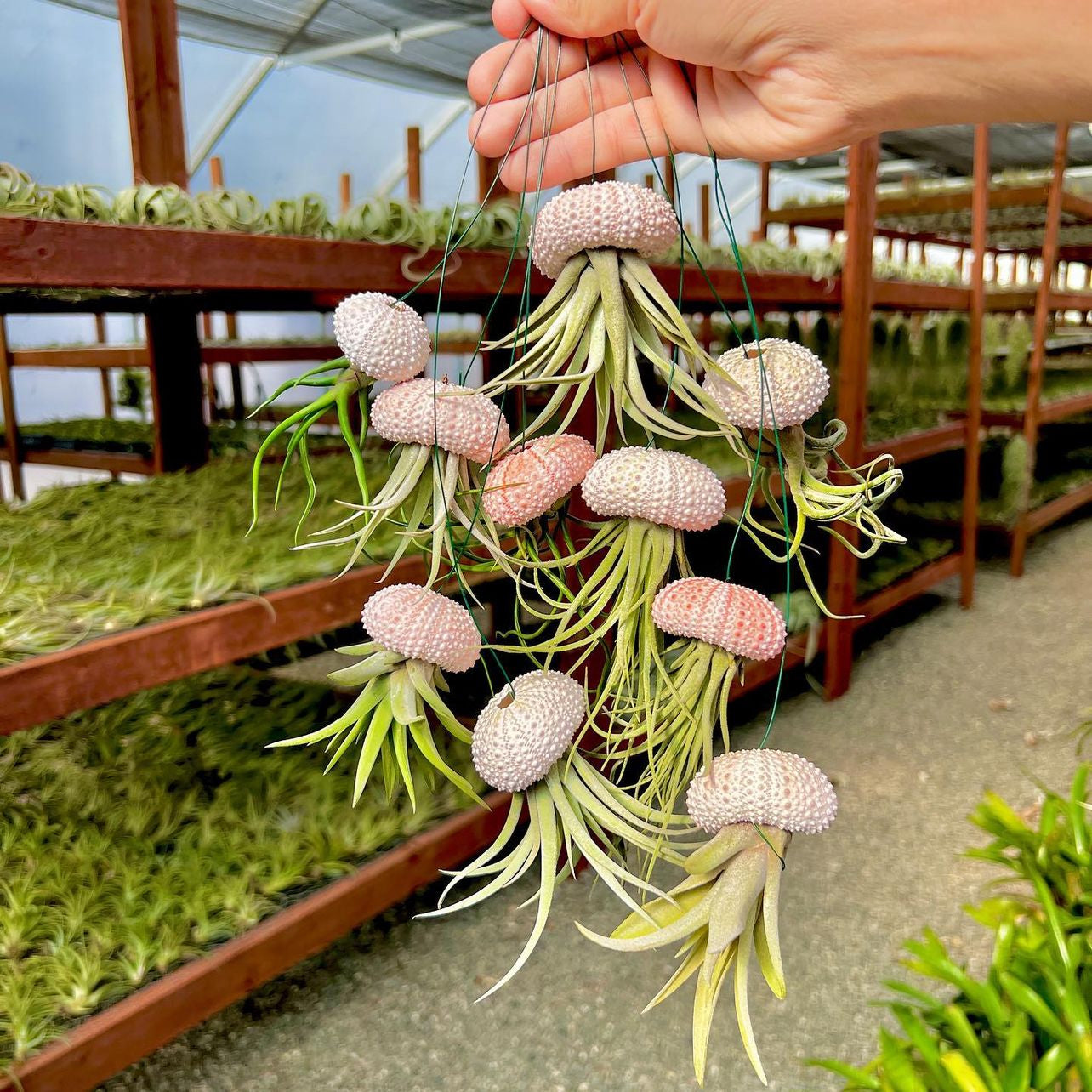Hanging Pink/White Air Plant Jellyfish <br> (Minimum Order 5)