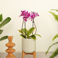 Variegated Phalaenopsis Orchid | Coffey