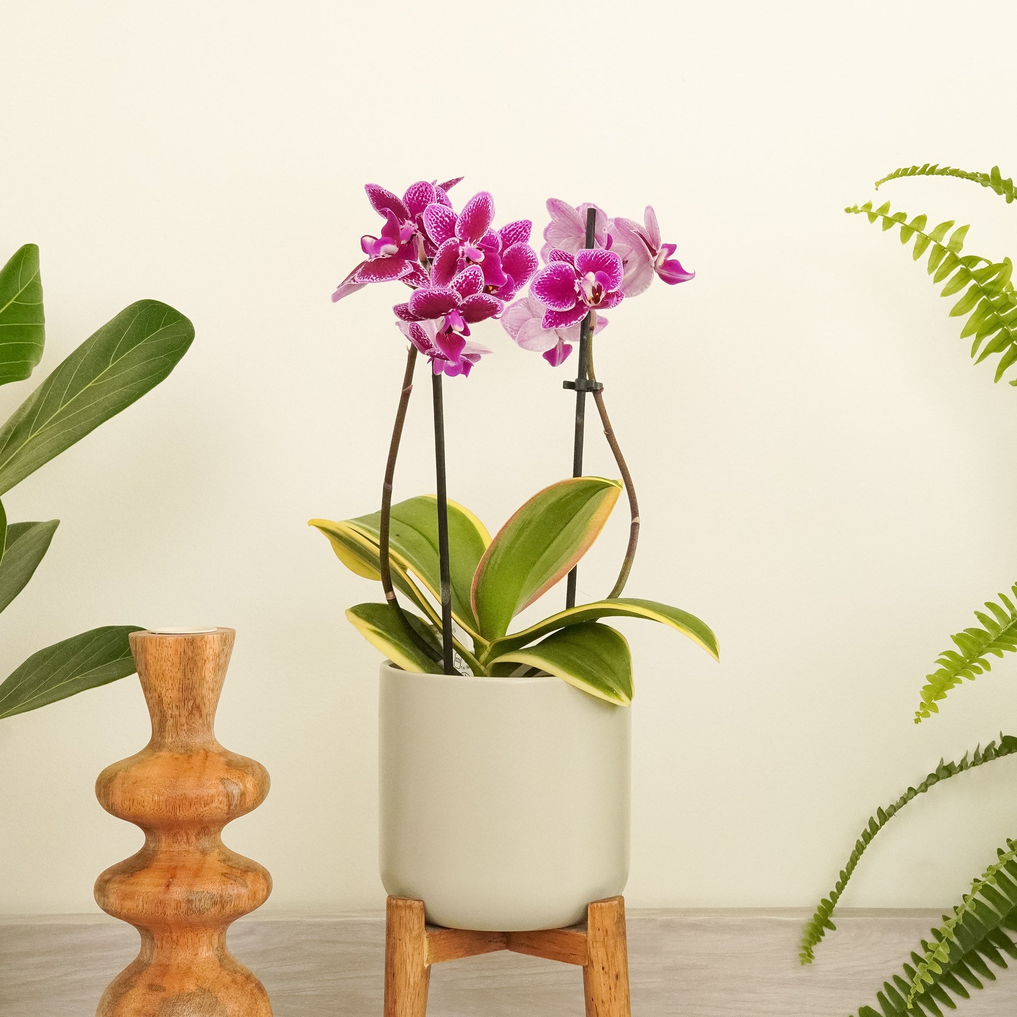 Variegated Phalaenopsis Orchid | Coffey
