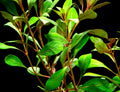 Dark Red Ludwigia (Ludwigia repens "Dark Red"), Bunched