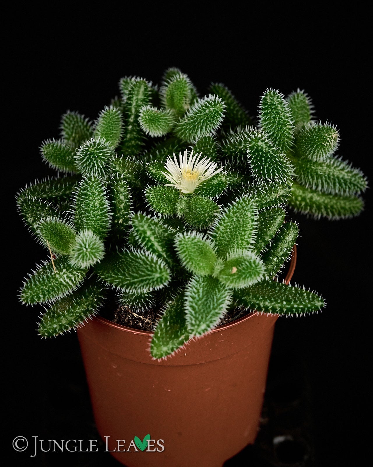 Delosperma echinatum