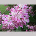 Shrubs ~ Deutzia 'Magicien' ~ Dancing Oaks Nursery and Gardens ~ Retail Nursery ~ Mail Order Nursery