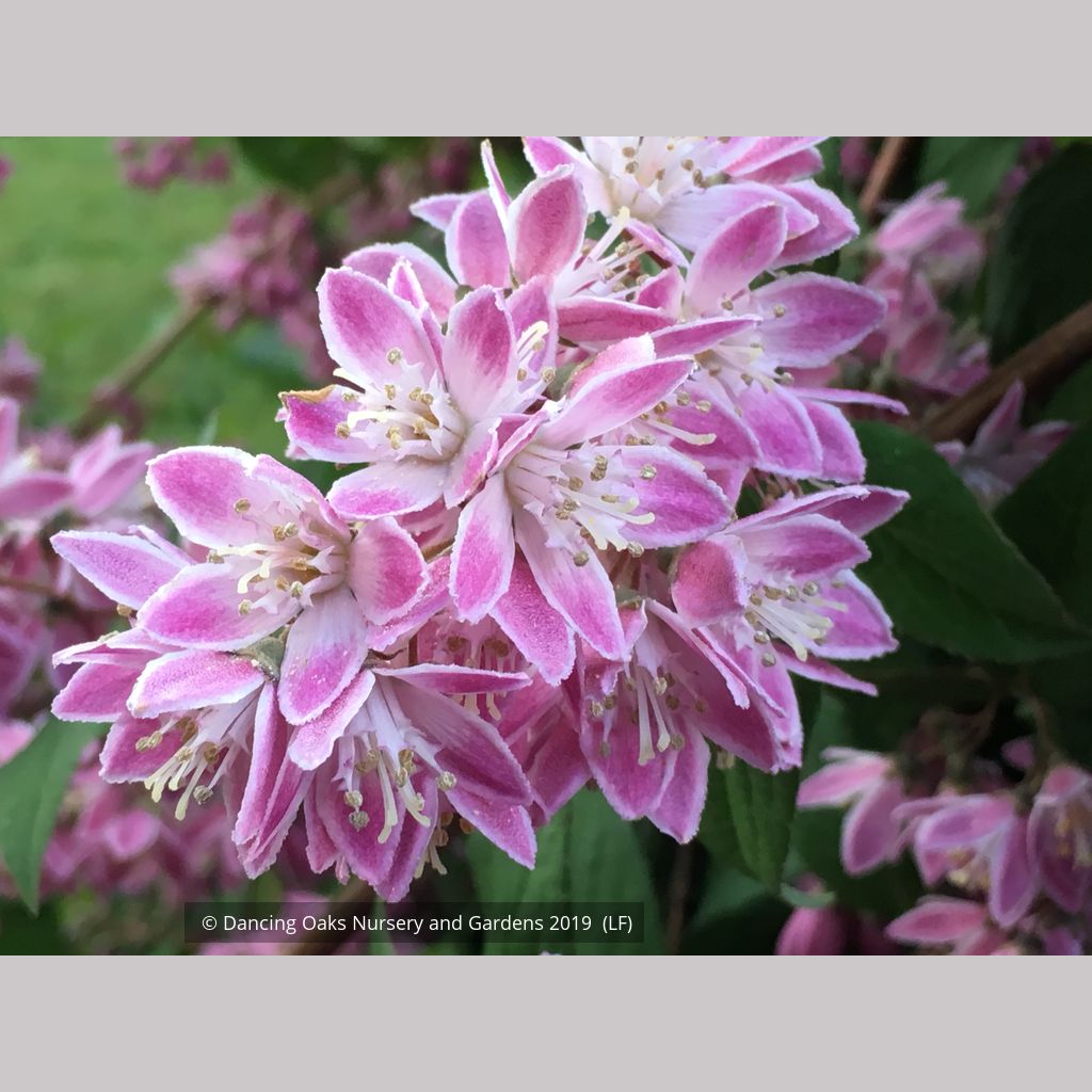 Shrubs ~ Deutzia 'Magicien' ~ Dancing Oaks Nursery and Gardens ~ Retail Nursery ~ Mail Order Nursery