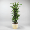 Drachenbaum 'Golden Coast' | Dracaena fragrans 'Golden Coast'