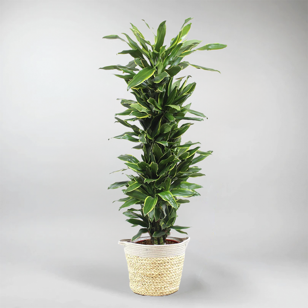 Drachenbaum 'Golden Coast' | Dracaena fragrans 'Golden Coast'