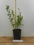 Elliott Blueberry Plants- Late Season- Large One Gallon Containers