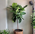 Ficus Alii Tree Ficus Maclellandii in 5 gallon decorative woven basket pot with elongated glossy green foliage and upright indoor tree structure, ideal for modern living rooms and luxury interior spaces.