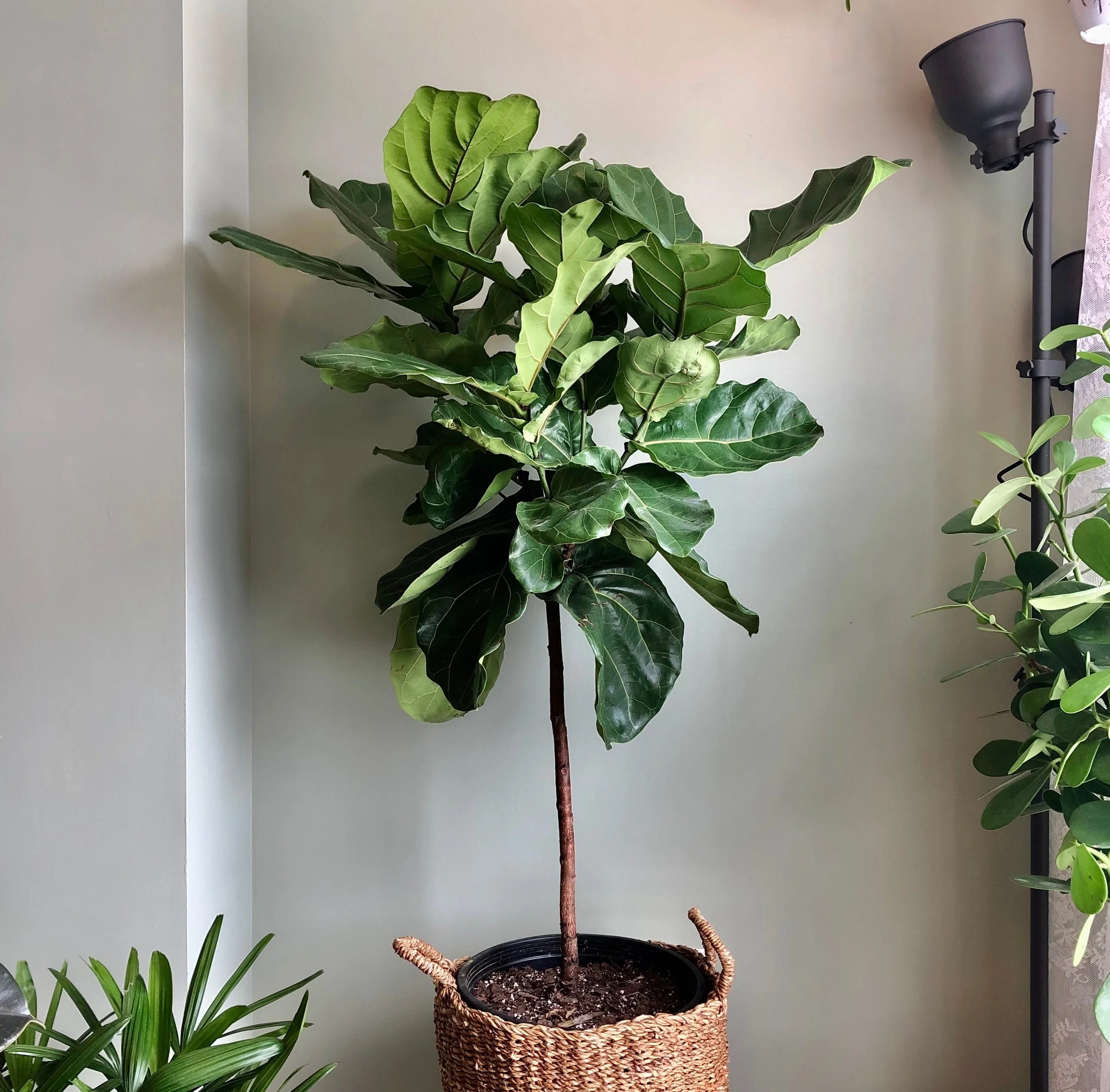 Ficus Alii Tree Ficus Maclellandii in 5 gallon decorative woven basket pot with elongated glossy green foliage and upright indoor tree structure, ideal for modern living rooms and luxury interior spaces.