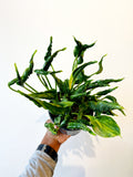 Pothos Shangri La