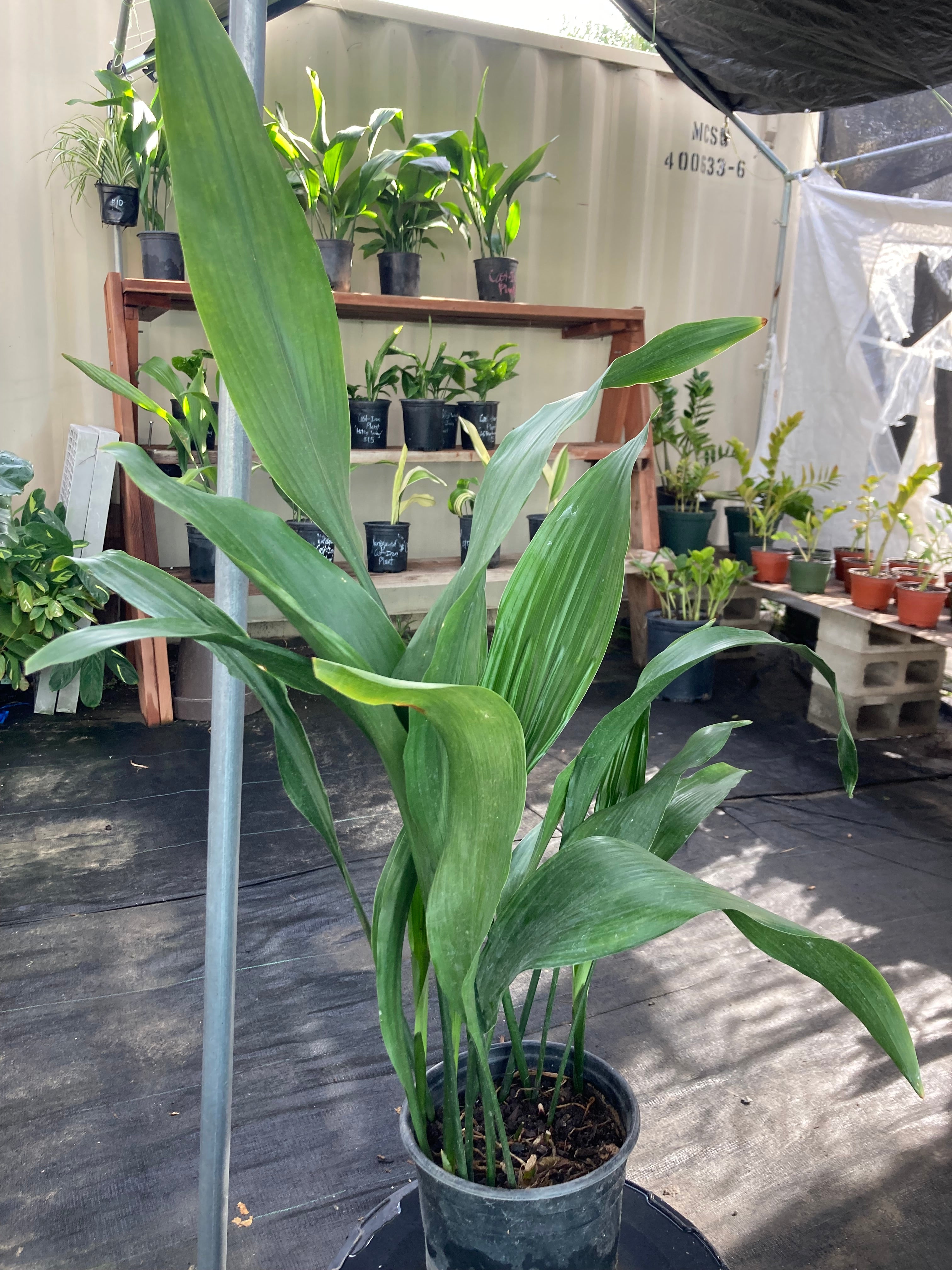 Aspidistra elatior  (Cast Iron Plant)