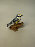 Yellow Rumped Warbler