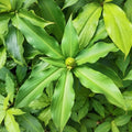 Costus Igneus (Insulin Plant) – Medium Size Medicinal Plant for Home & Garden