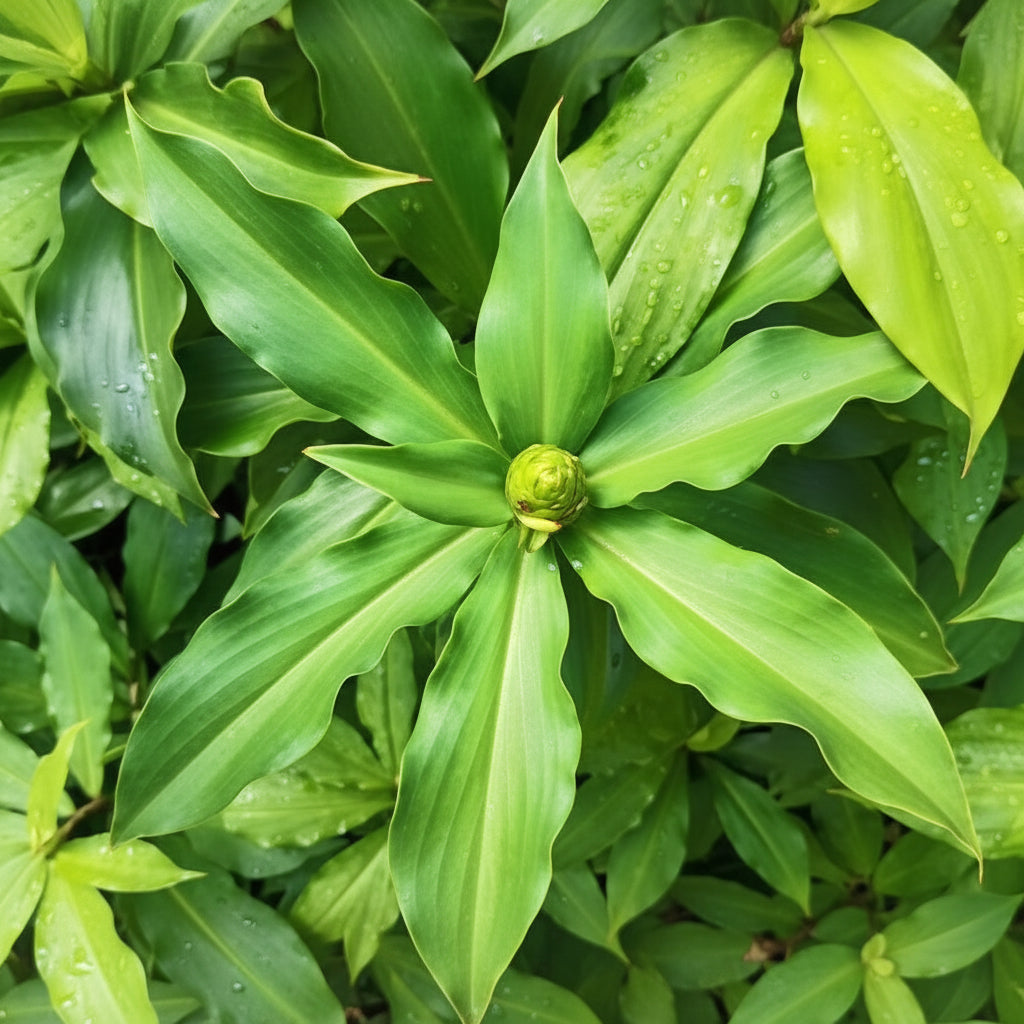 Costus Igneus (Insulin Plant) – Medium Size Medicinal Plant for Home & Garden
